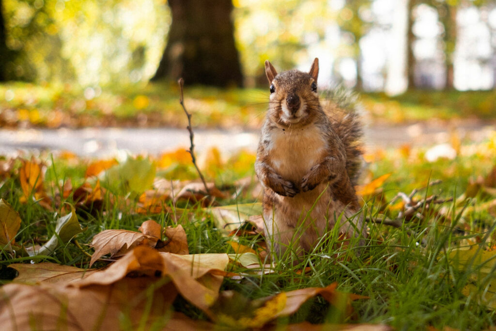 A photo of a squirrel in a park