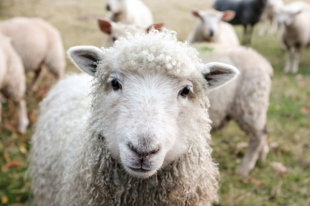 Photo of a sheep