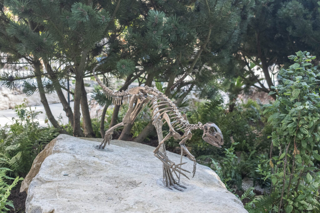 A photo of the newly opened Natural History Museum Gardens - the Evolution Gardens with a bronze statue of a Hypsilophodon dinosaur.
