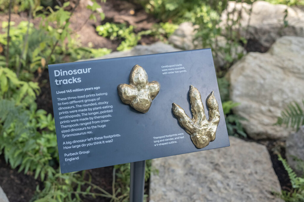 A photo of an information board at the the newly opened Natural History Museum Gardens - the Evolution Gardens, with dinosaur tracks on.